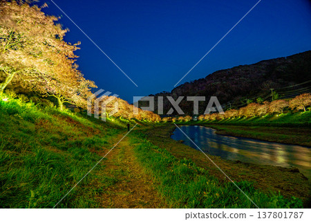 (Shizuoka Prefecture) Kawazu cherry blossoms along the Aono River in Shimogamo Onsen are illuminated. (Shizuoka Prefecture) Kawazu cherry blossoms along the Aono River in Shimogamo Onsen are illuminated. 137801787
