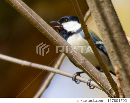Singing Great Tit on tree branch in spring Singing Great Tit on tree branch in spring 137801793
