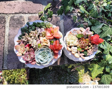 A succulent arrangement that shines in the spring sunshine A succulent arrangement that shines in the spring sunshine 137801809