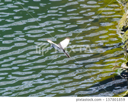 White Wagtail flying over rippled water White Wagtail flying over rippled water 137801859