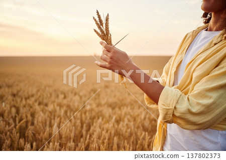 In yellow clothes. Side close up view of woman's hands that is holding wheat on the field In yellow clothes. Side close up view of woman's hands that is holding wheat on the field 137802373