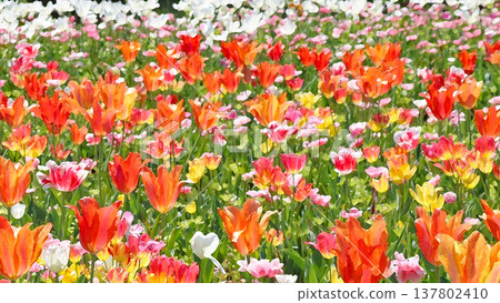 一片鬱金香花田，宛如一幅畫。 137802410