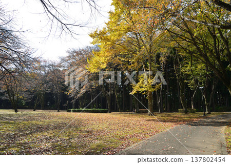 紅葉谷、偕樂園的秋葉,2025-11-8,#61 紅葉谷、偕樂園的秋葉,2025-11-8,#61 137802454