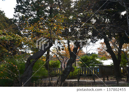 偕樂園紅葉谷的秋葉,2025 年 11 月 8 日,#62 偕樂園紅葉谷的秋葉,2025 年 11 月 8 日,#62 137802455