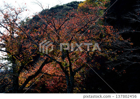 紅葉谷、偕樂園的秋葉,2025-11-8,#63 紅葉谷、偕樂園的秋葉,2025-11-8,#63 137802456