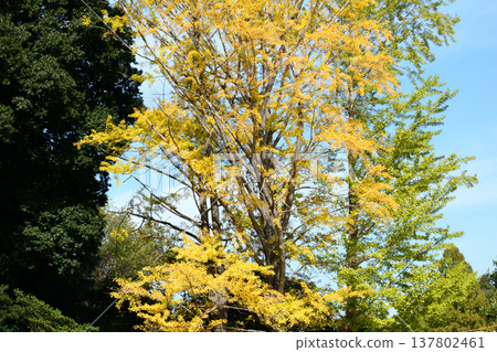 紅葉谷、偕樂園的秋葉，2025-11-8，#68 137802461