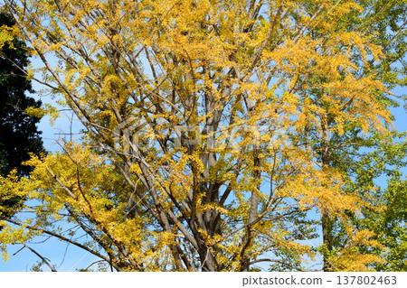 紅葉谷,偕樂園,2025-11-8,#70 紅葉谷,偕樂園,2025-11-8,#70 137802463
