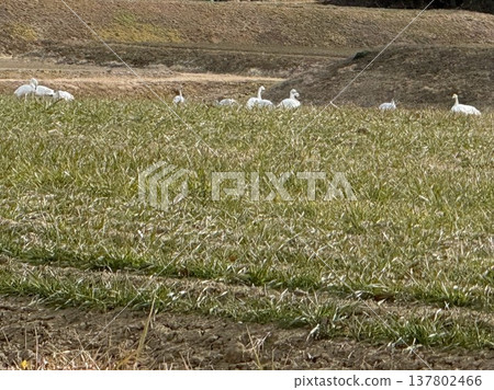 Swans searching for food in rice fields Swans searching for food in rice fields 137802466