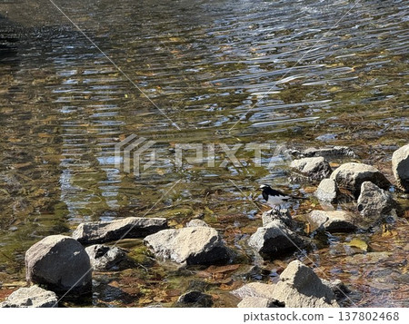兩隻日本鶺鴒在池塘裡覓食。 兩隻日本鶺鴒在池塘裡覓食。 137802468