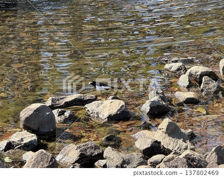 三隻日本鶺鴒在池塘覓食 137802469