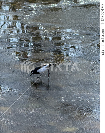 一隻日本鶺鴒在池塘的薄冰上行走。 一隻日本鶺鴒在池塘的薄冰上行走。 137802470
