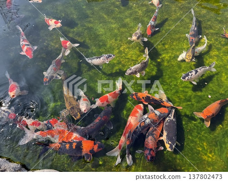 鯉魚在池塘裡覓食 鯉魚在池塘裡覓食 137802473