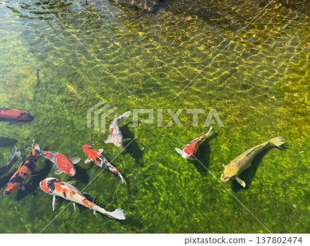 優雅的游泳鯉魚 137802474