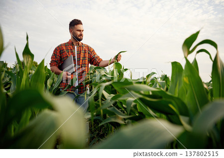 Man is on the corn agricultural field Man is on the corn agricultural field 137802515
