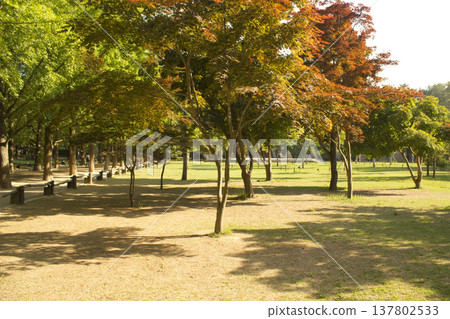 A park with trees and grass in nami island, korea A park with trees and grass in nami island, korea 137802533