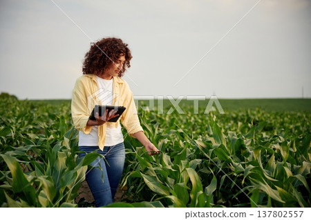 In the middle of a corn agricultural field, woman is holding digital tablet and doing quality control In the middle of a corn agricultural field, woman is holding digital tablet and doing quality control 137802557