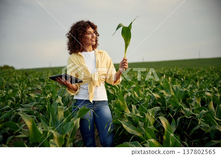 Growing process is going good, holding corn. Woman is on the agricultural field 137802565