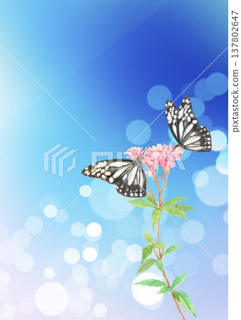 Watercolor illustration of two butterflies sipping nectar from a flower [Hand-drawn] Copy space included 137802647
