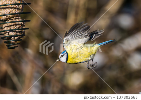 The Eurasian blue tit, Cyanistes caeruleus is a small passerine bird in the tit family, Paridae. The Eurasian blue tit, Cyanistes caeruleus is a small passerine bird in the tit family, Paridae. 137802663