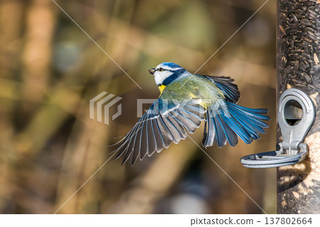 The Eurasian blue tit, Cyanistes caeruleus is a small passerine bird in the tit family, Paridae. The Eurasian blue tit, Cyanistes caeruleus is a small passerine bird in the tit family, Paridae. 137802664