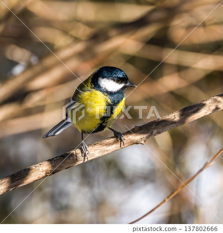 The Great Tit, Parus major from the tit family Paridae. It is easily recognisable by its black and yellow plumage 137802666