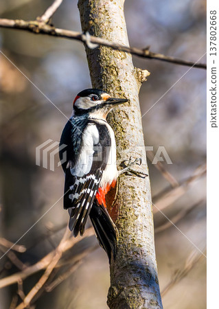 The Great Spotted Woodpecker, Dendrocopos major is sitting on the branch of tree 137802668