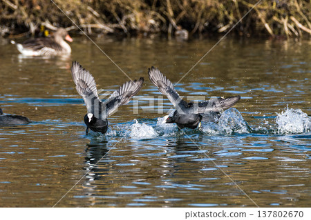 Eurasian coot, Fulica atra chasing each other by running across the water 137802670