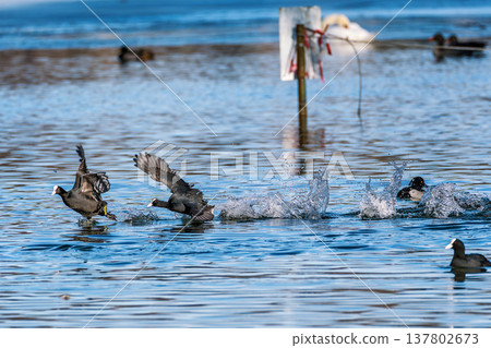 Eurasian coot, Fulica atra chasing each other by running across the water 137802673