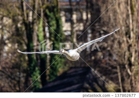 Mute swan, Cygnus olor flying over a lake in the English Garden in Munich, Germany Mute swan, Cygnus olor flying over a lake in the English Garden in Munich, Germany 137802677