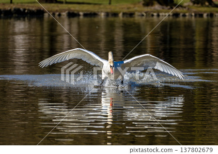Mute swan, Cygnus olor flying over a lake in the English Garden in Munich, Germany Mute swan, Cygnus olor flying over a lake in the English Garden in Munich, Germany 137802679
