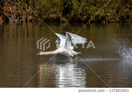 Mute swan, Cygnus olor flying over a lake in the English Garden in Munich, Germany Mute swan, Cygnus olor flying over a lake in the English Garden in Munich, Germany 137802683