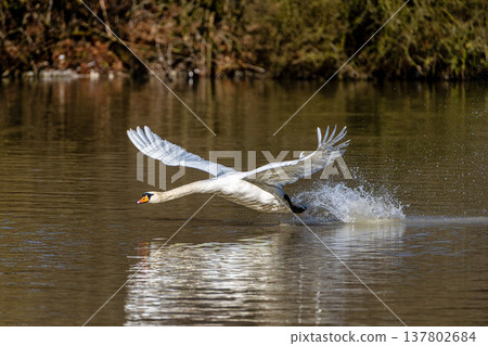 Mute swan, Cygnus olor flying over a lake in the English Garden in Munich, Germany 137802684
