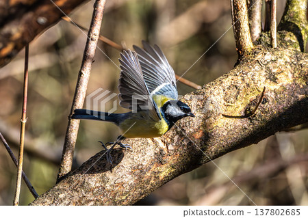The Great Tit, Parus major from the tit family Paridae. It is easily recognisable by its black and yellow plumage The Great Tit, Parus major from the tit family Paridae. It is easily recognisable by its black and yellow plumage 137802685