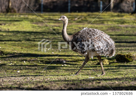 Darwin's rhea, Rhea pennata also known as the lesser rhea. Darwin's rhea, Rhea pennata also known as the lesser rhea. 137802686