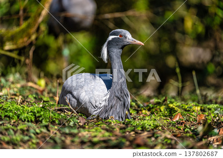 Demoiselle Crane, Anthropoides virgo are living in the bright green meadow during the day time Demoiselle Crane, Anthropoides virgo are living in the bright green meadow during the day time 137802687