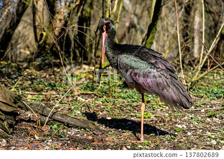 Black stork, Ciconia nigra in a german nature park 137802689