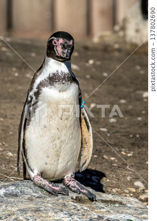 Humboldt Penguin, Spheniscus humboldti in a park Humboldt Penguin, Spheniscus humboldti in a park 137802690
