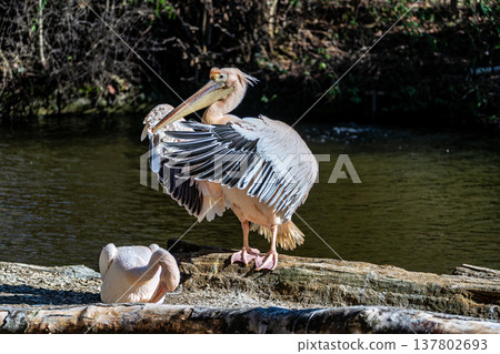 White Pelican, Pelecanus onocrotalus also known as the Eastern White Pelican White Pelican, Pelecanus onocrotalus also known as the Eastern White Pelican 137802693