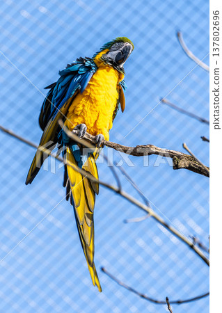 The Blue-and-yellow Macaw, Ara ararauna is a large South American parrot The Blue-and-yellow Macaw, Ara ararauna is a large South American parrot 137802696