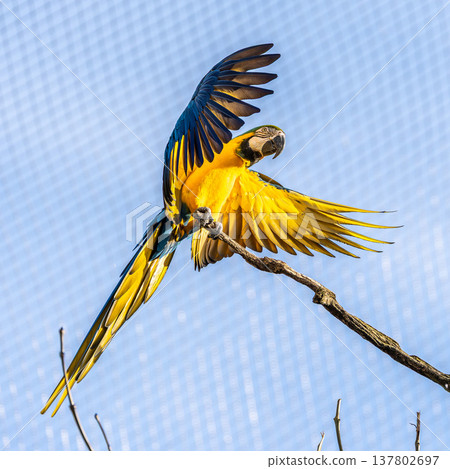 The Blue-and-yellow Macaw, Ara ararauna is a large South American parrot 137802697