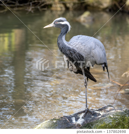 Demoiselle Crane, Anthropoides virgo are living in the bright green meadow during the day time Demoiselle Crane, Anthropoides virgo are living in the bright green meadow during the day time 137802698