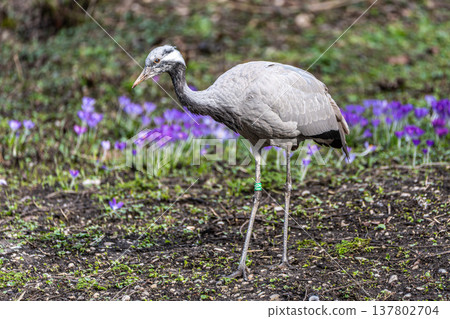 Demoiselle Crane, Anthropoides virgo are living in the bright green meadow during the day time Demoiselle Crane, Anthropoides virgo are living in the bright green meadow during the day time 137802704