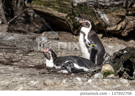 Humboldt Penguin, Spheniscus humboldti in a park Humboldt Penguin, Spheniscus humboldti in a park 137802706