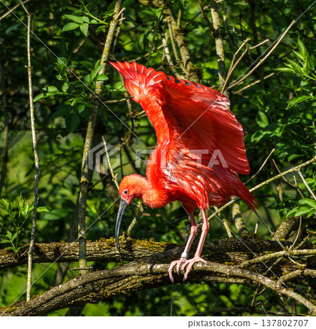 The Scarlet ibis, Eudocimus ruber is a species of ibis in the bird family Threskiornithidae. The Scarlet ibis, Eudocimus ruber is a species of ibis in the bird family Threskiornithidae. 137802707