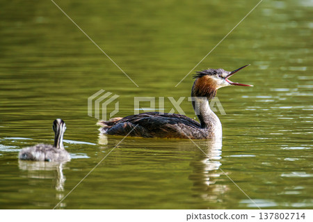 Family of Great Crested Grebe, Podiceps cristatus with beautiful orange colors, a water bird with red eyes. 137802714