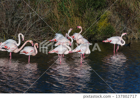 Greater Flamingo, Phoenicopterus roseus in the Ornithological park of Pont de Gau in Camargue, France Greater Flamingo, Phoenicopterus roseus in the Ornithological park of Pont de Gau in Camargue, France 137802717