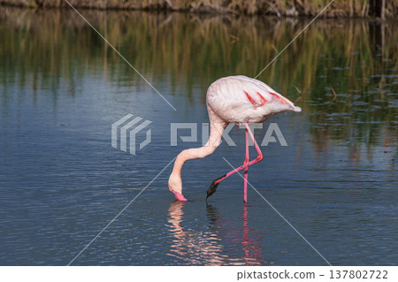 Greater Flamingo, Phoenicopterus roseus in the Ornithological park of Pont de Gau in Camargue, France Greater Flamingo, Phoenicopterus roseus in the Ornithological park of Pont de Gau in Camargue, France 137802722