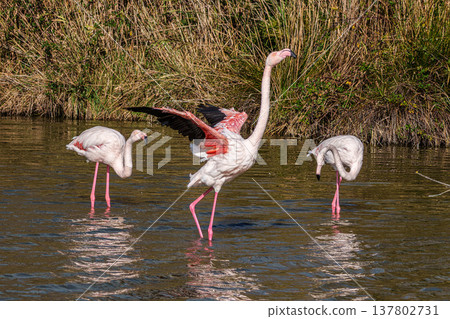 Greater Flamingo, Phoenicopterus roseus in the Ornithological park of Pont de Gau in Camargue, France 137802731