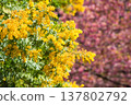 含羞草和河津櫻花（藏前神社） 137802792