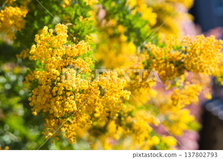 Mimosa (Kuramae Shrine) Mimosa (Kuramae Shrine) 137802793